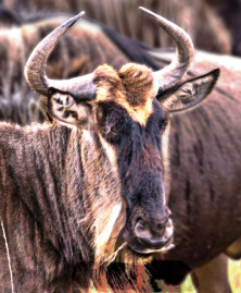 Wildebeest - r - Gnou
