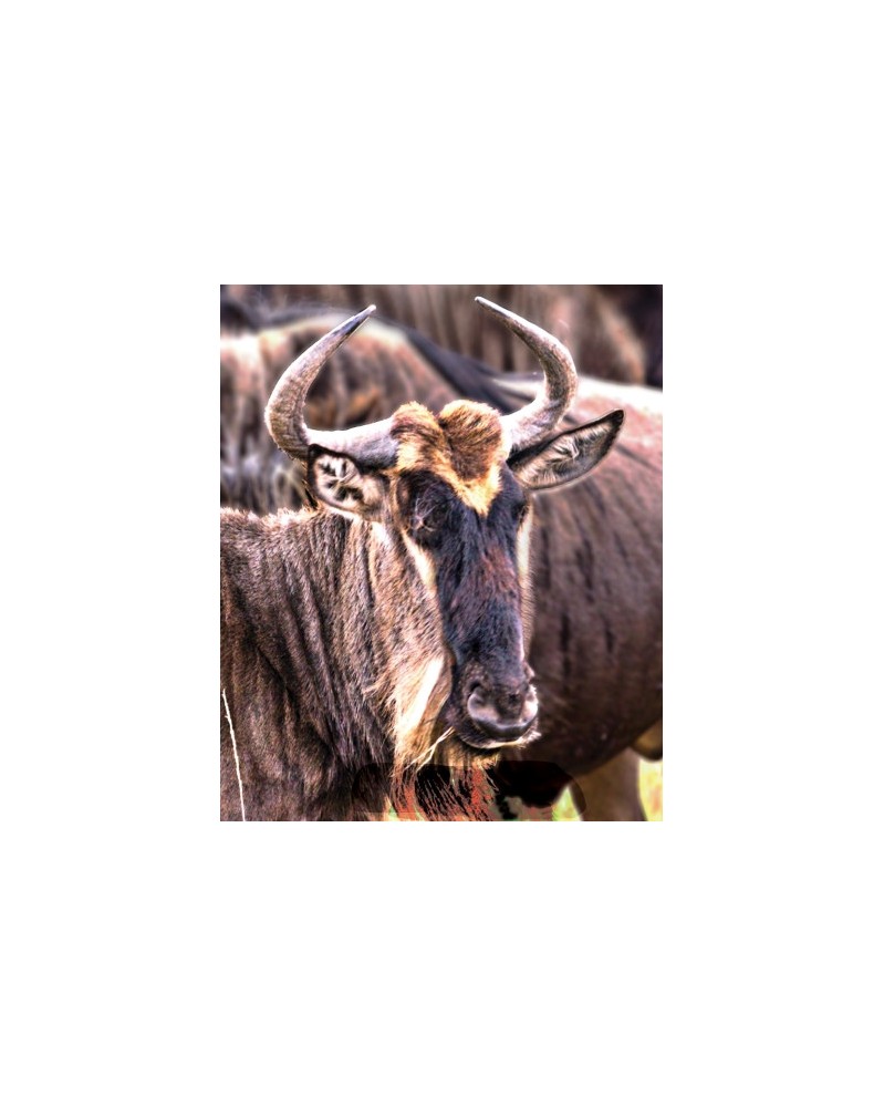 Wildebeest