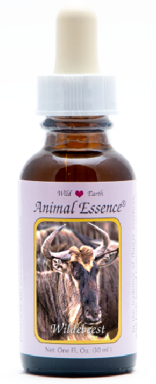 Wildebeest