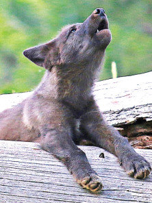 Wolf Pup (louveteau)