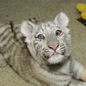 Animal Emergency Care