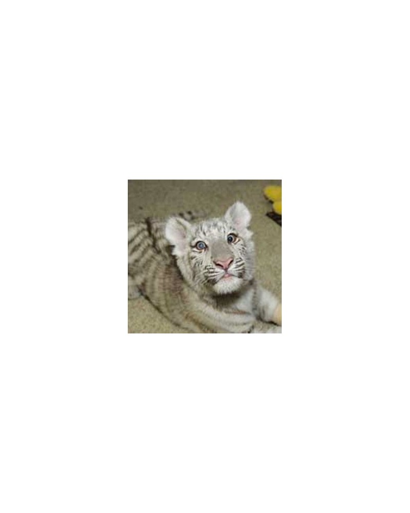 Animal Emergency Care