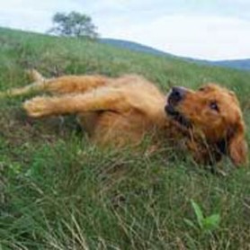Run and Play