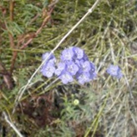 The Three Phacelia Sisters