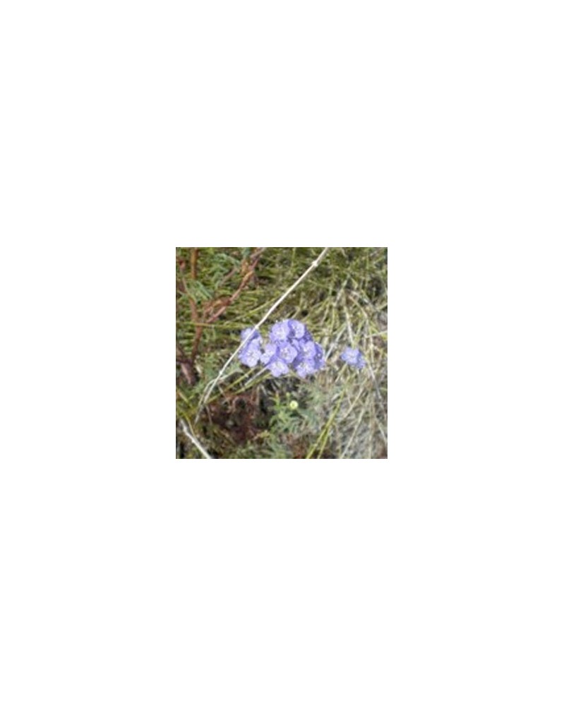 The Three Phacelia Sisters