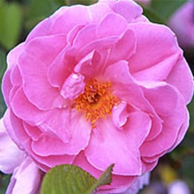 Sarah Van Fleet Rose