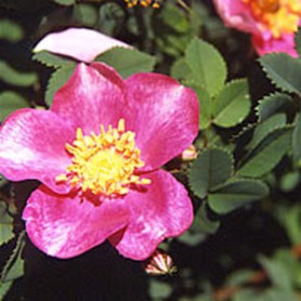 Mary Queen of Scots Rose