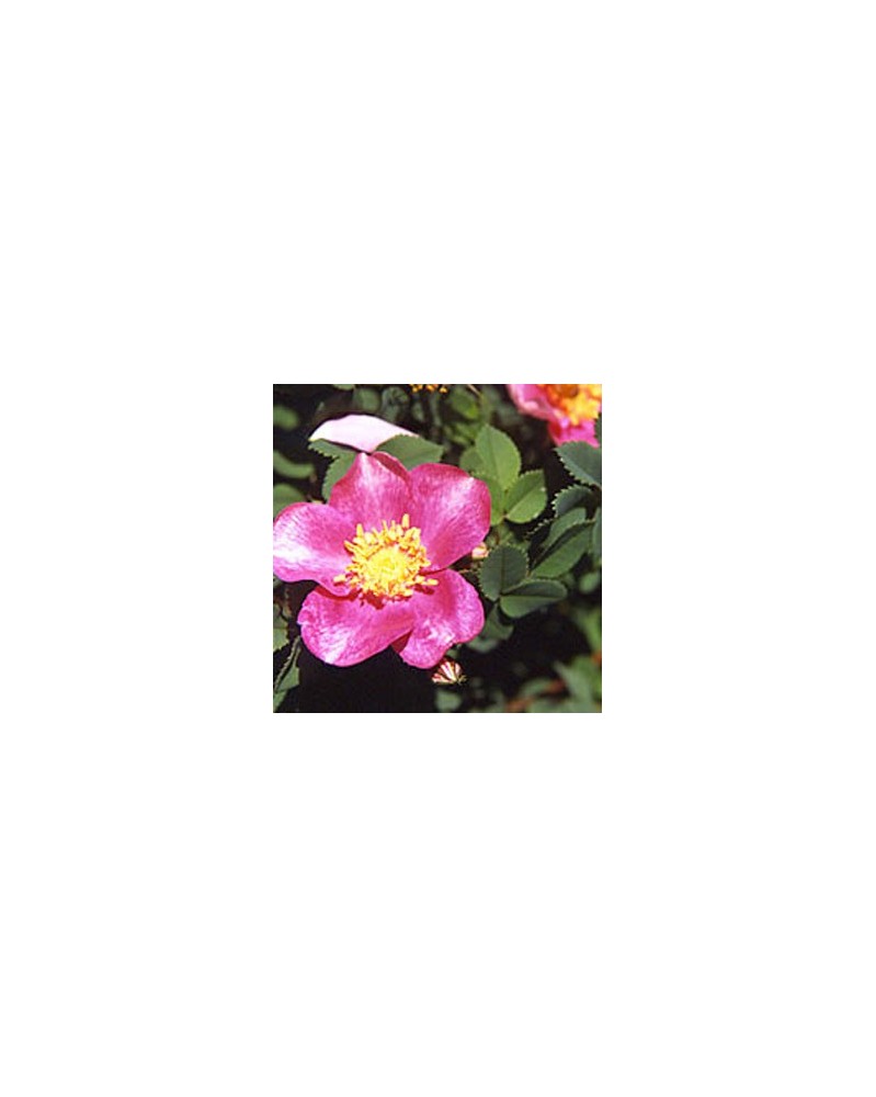Mary Queen of Scots Rose