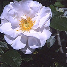 Henry Hudson Rose