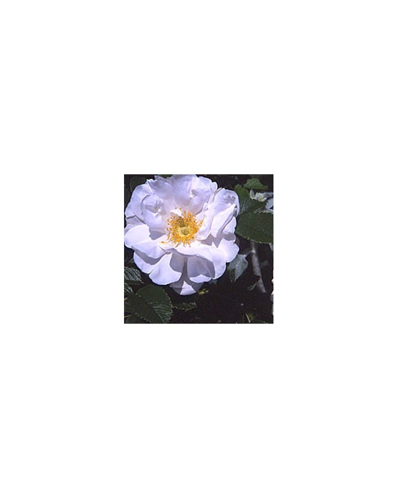 Henry Hudson Rose