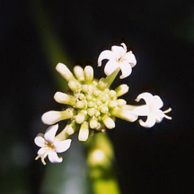 Painkiller Plant