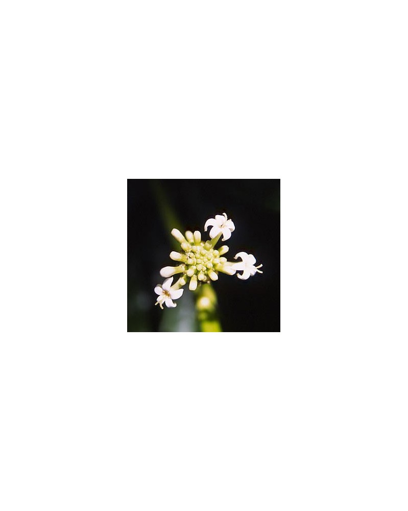 Painkiller Plant