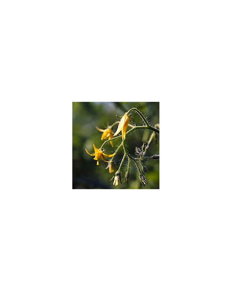 Tomato