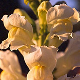 Snapdragon