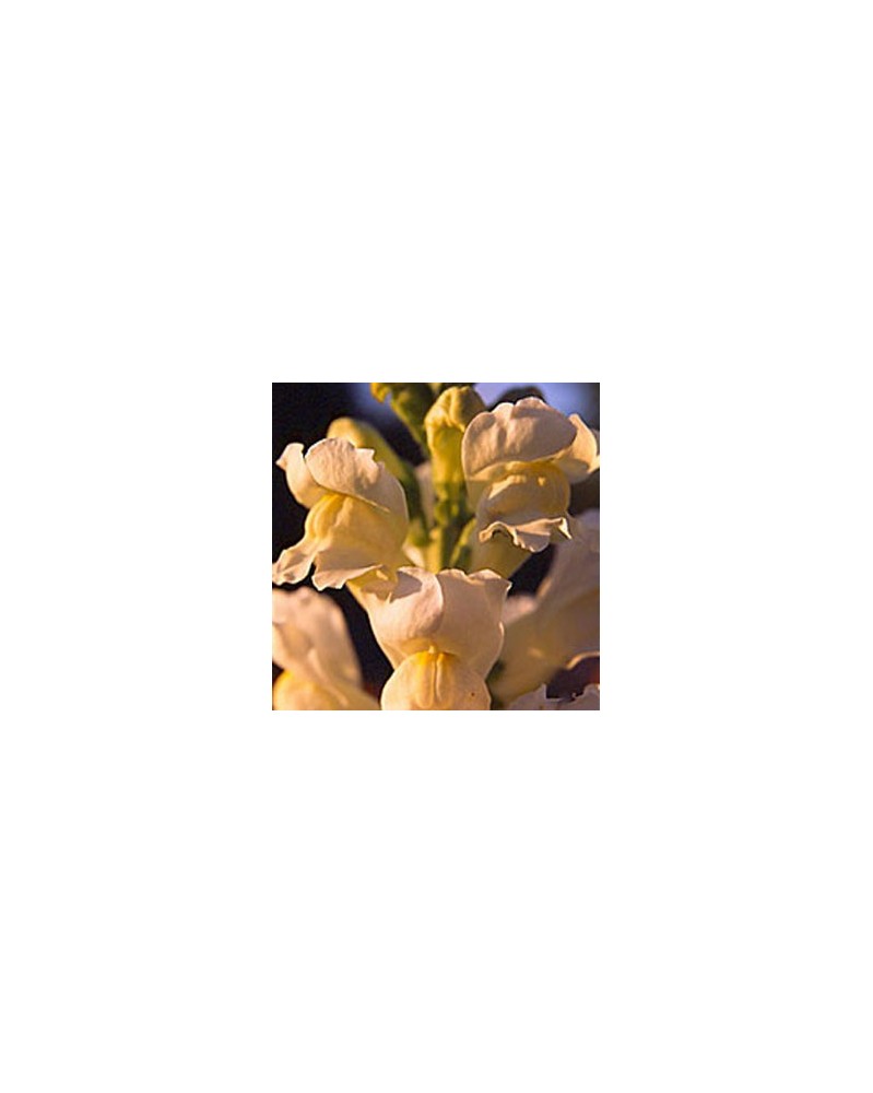 Snapdragon