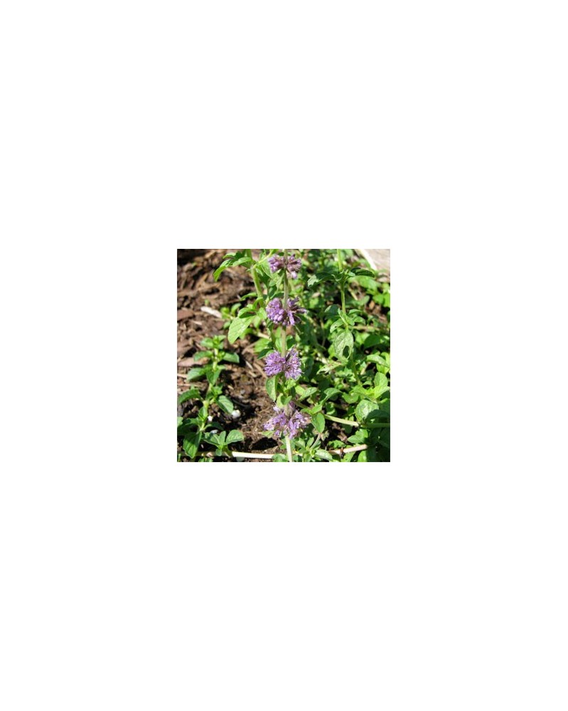 Pennyroyal
