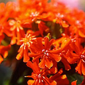 Maltese Cross