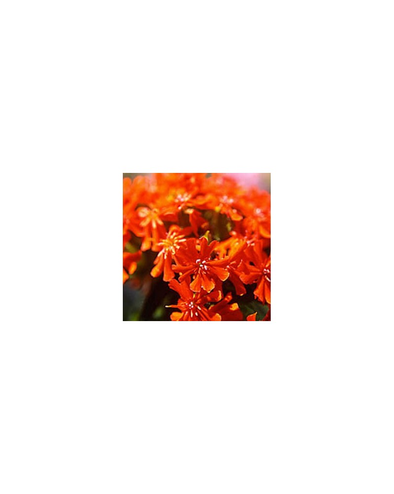Maltese Cross