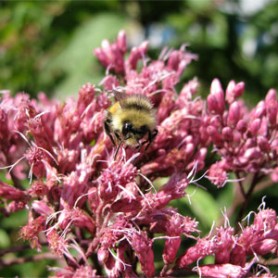 Joe Pye Weed
