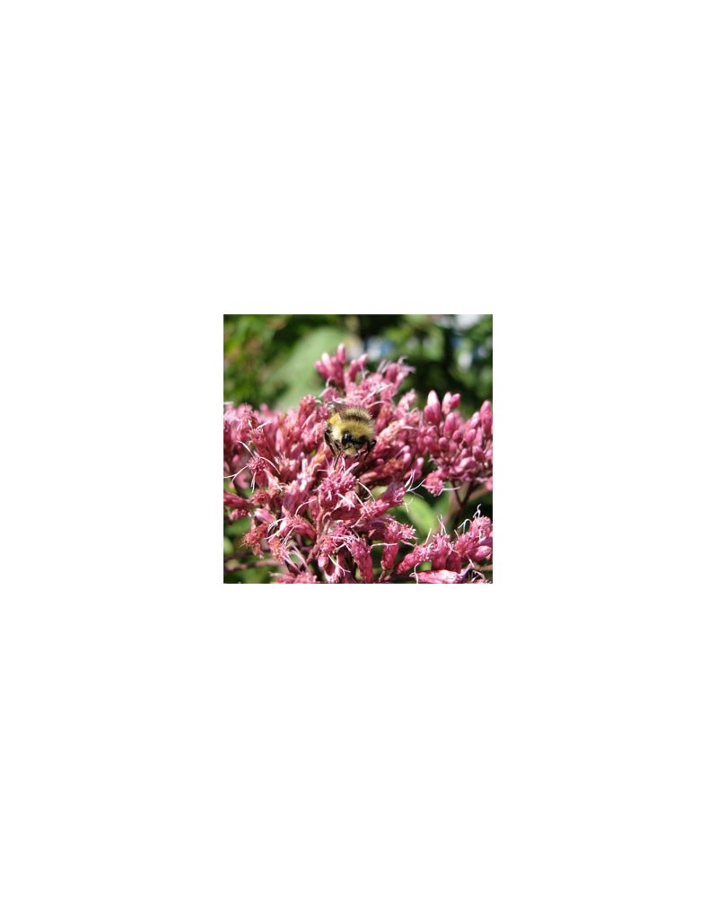 Joe Pye Weed
