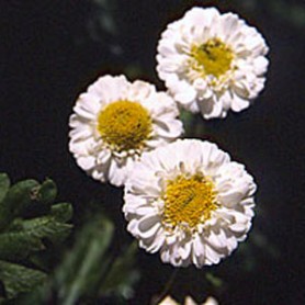 Feverfew