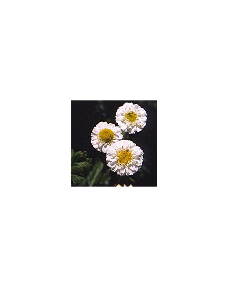 Feverfew