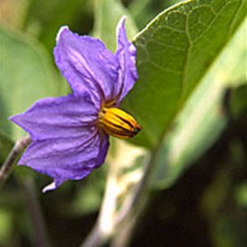 Eggplant