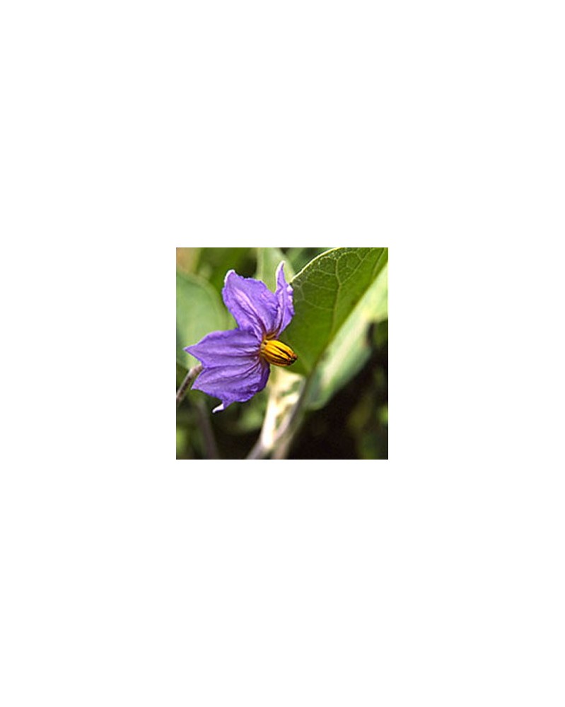 Eggplant