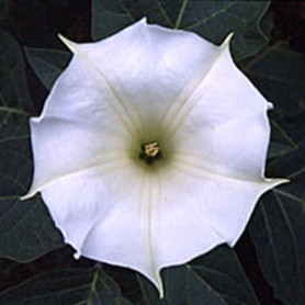 Sunlight Datura