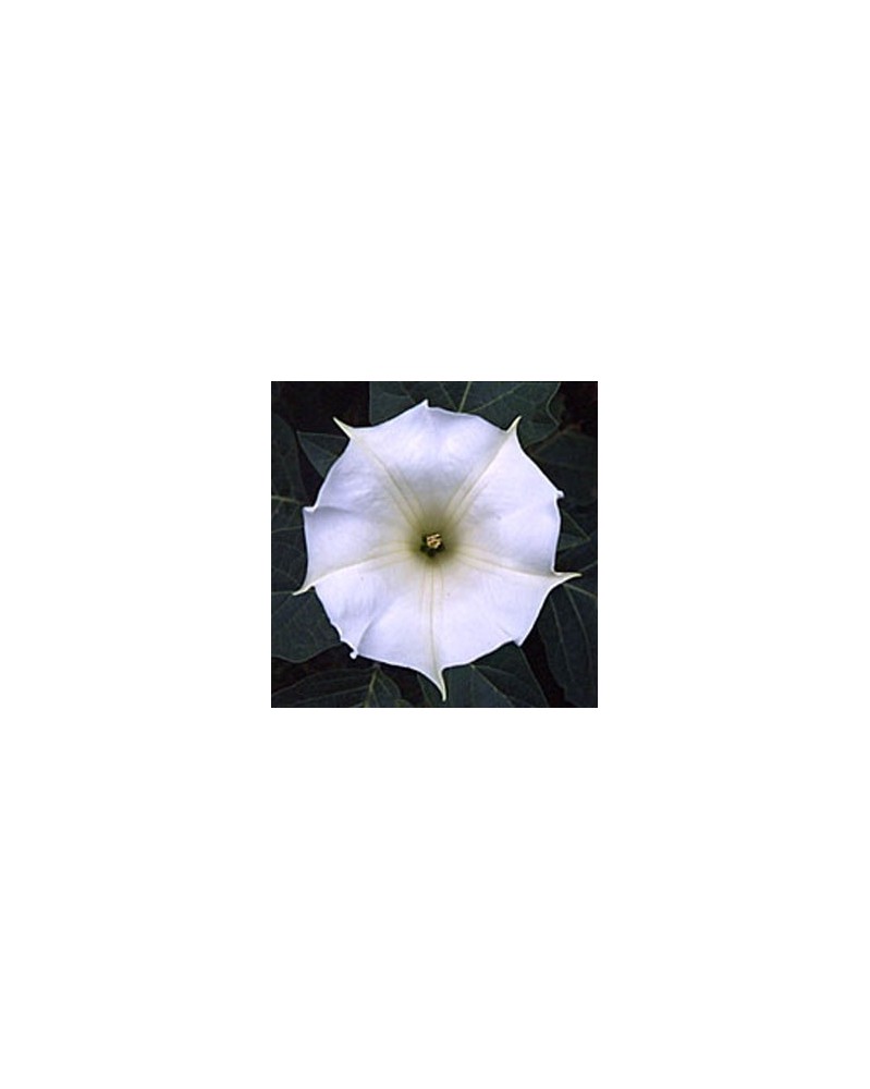 Sunlight Datura