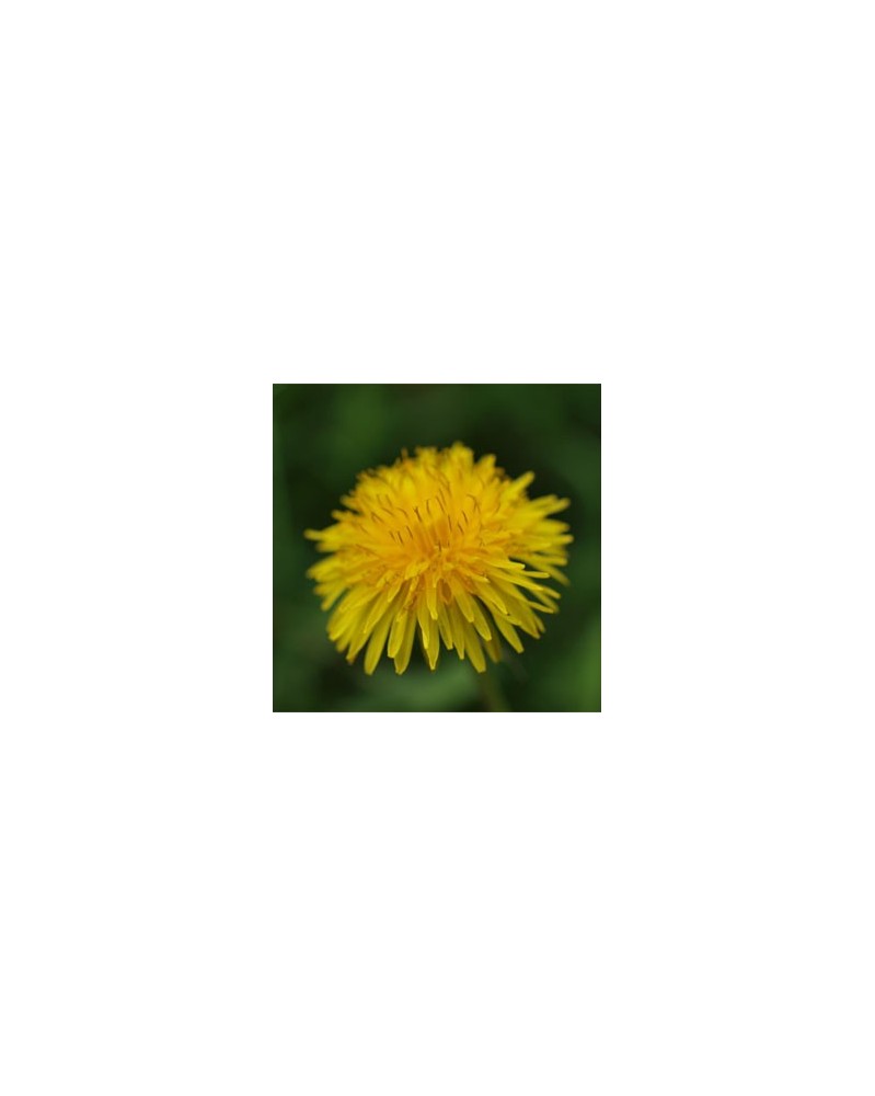 Dandelion