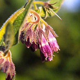Comfrey