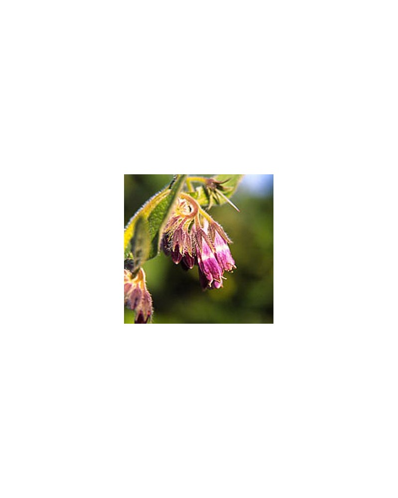 Comfrey