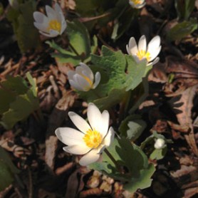 Bloodroot