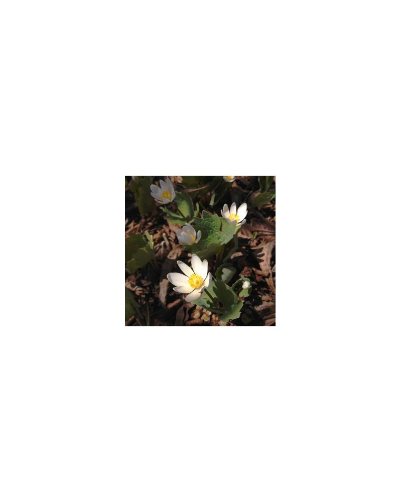 Bloodroot