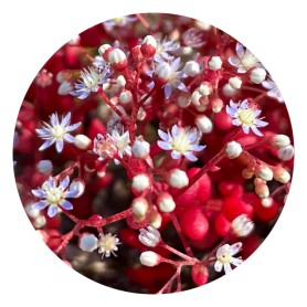 Sedum