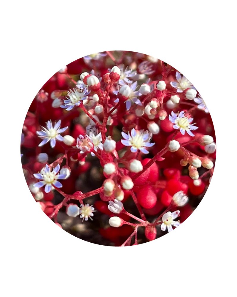 Sedum