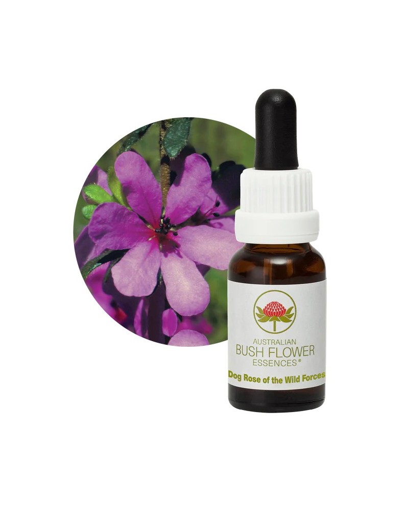 Dog Rose of the Wild Forces