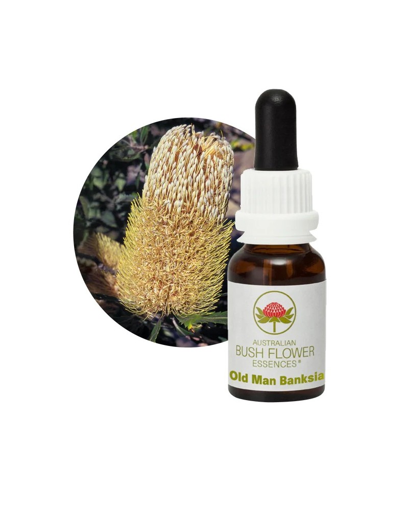 Old Man Banksia