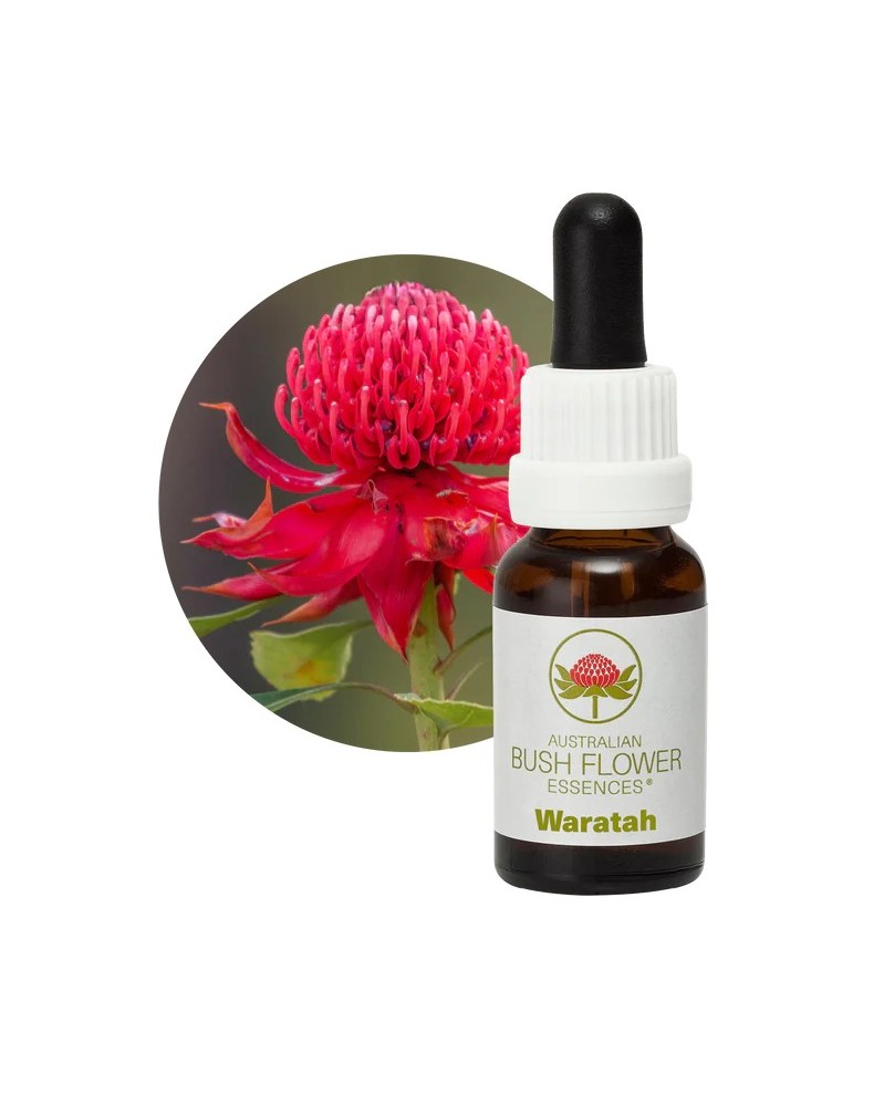 Waratah