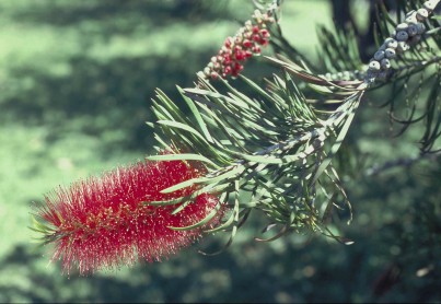 Bottlebrush