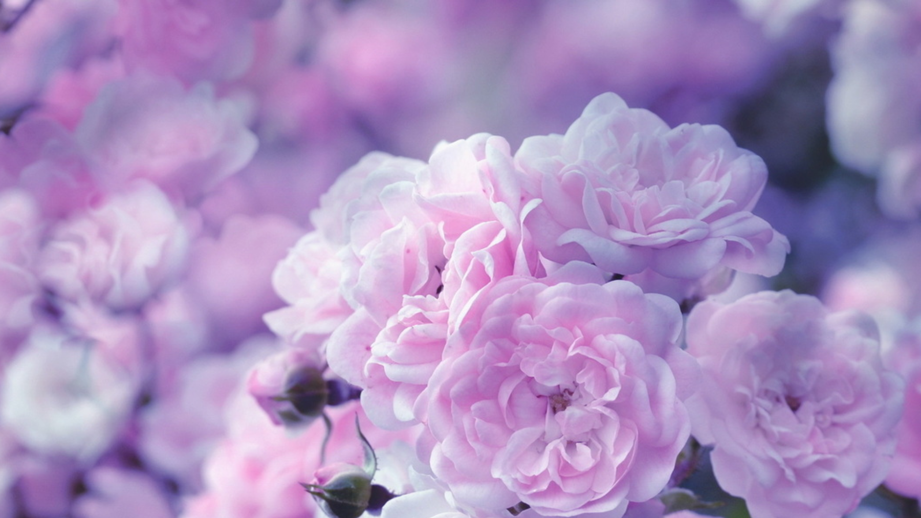 Fleurs de Vie en juin