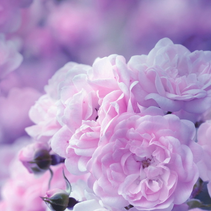 Fleurs de Vie en juin