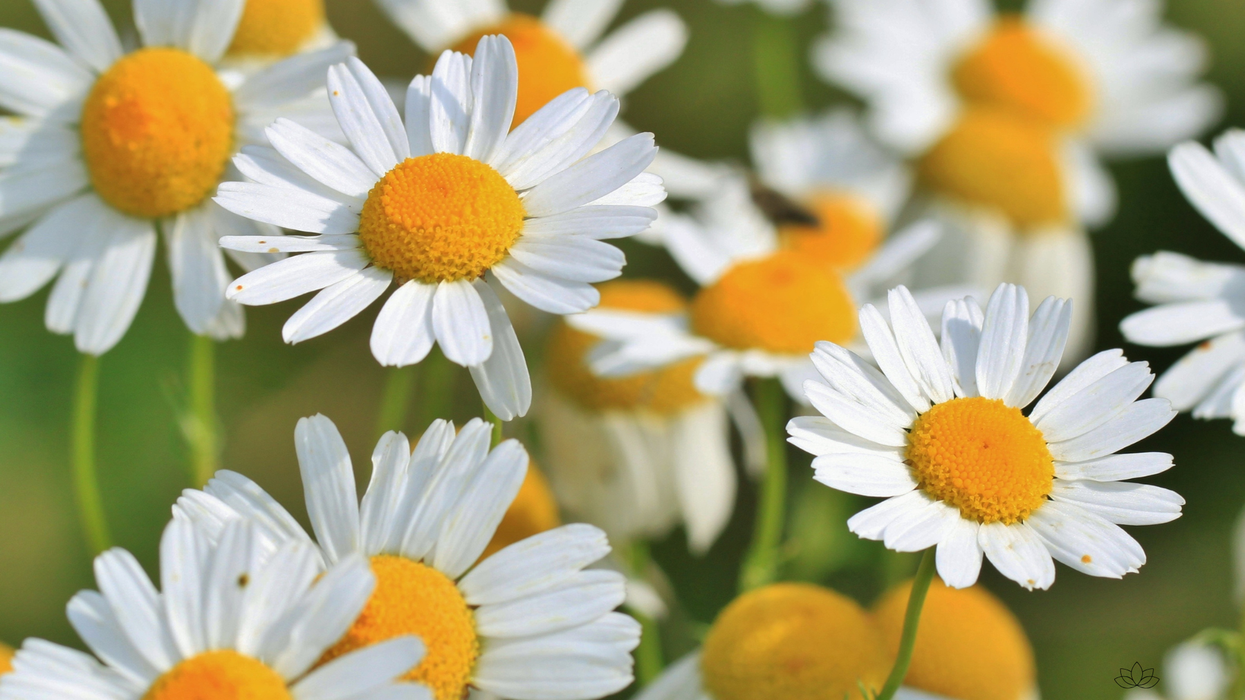 Comment naviguer notre nouveau site