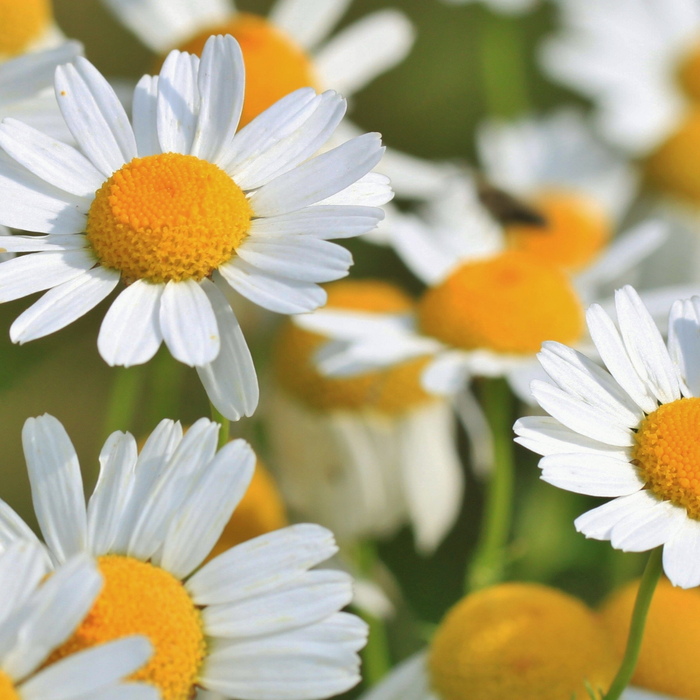 Comment naviguer notre nouveau site