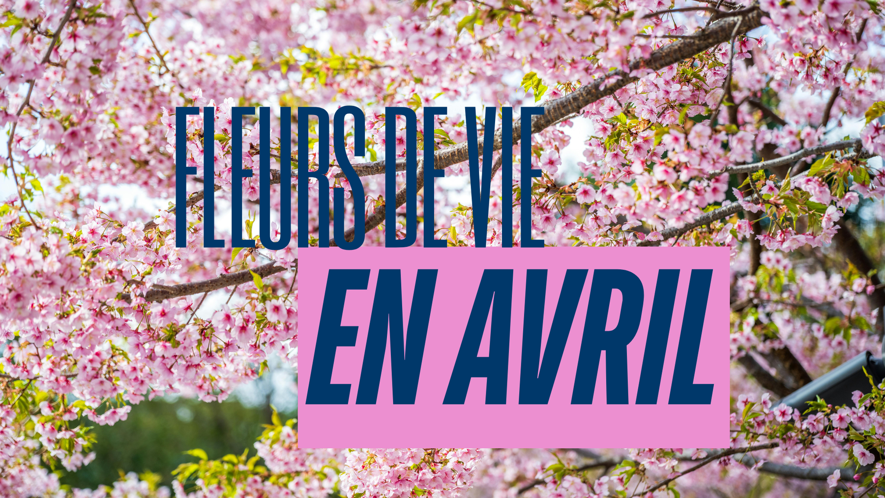 Fleurs de Vie en avril 2026