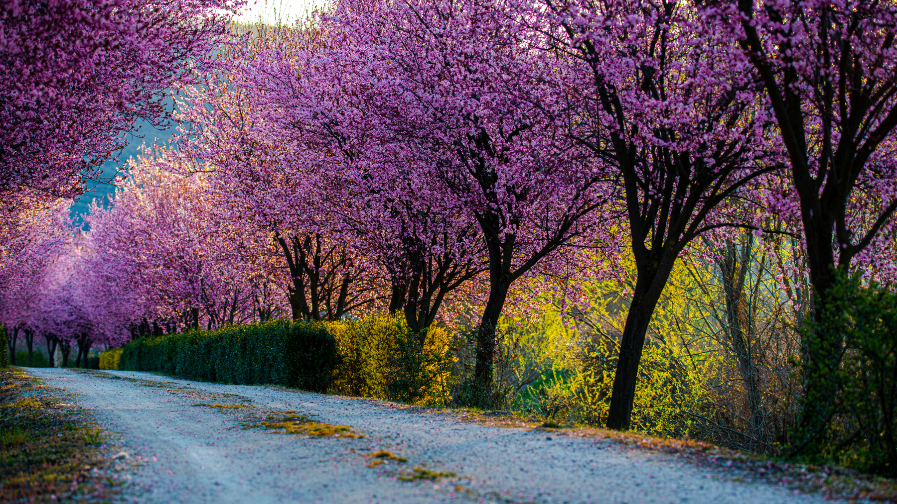 Comment choisir son élixir