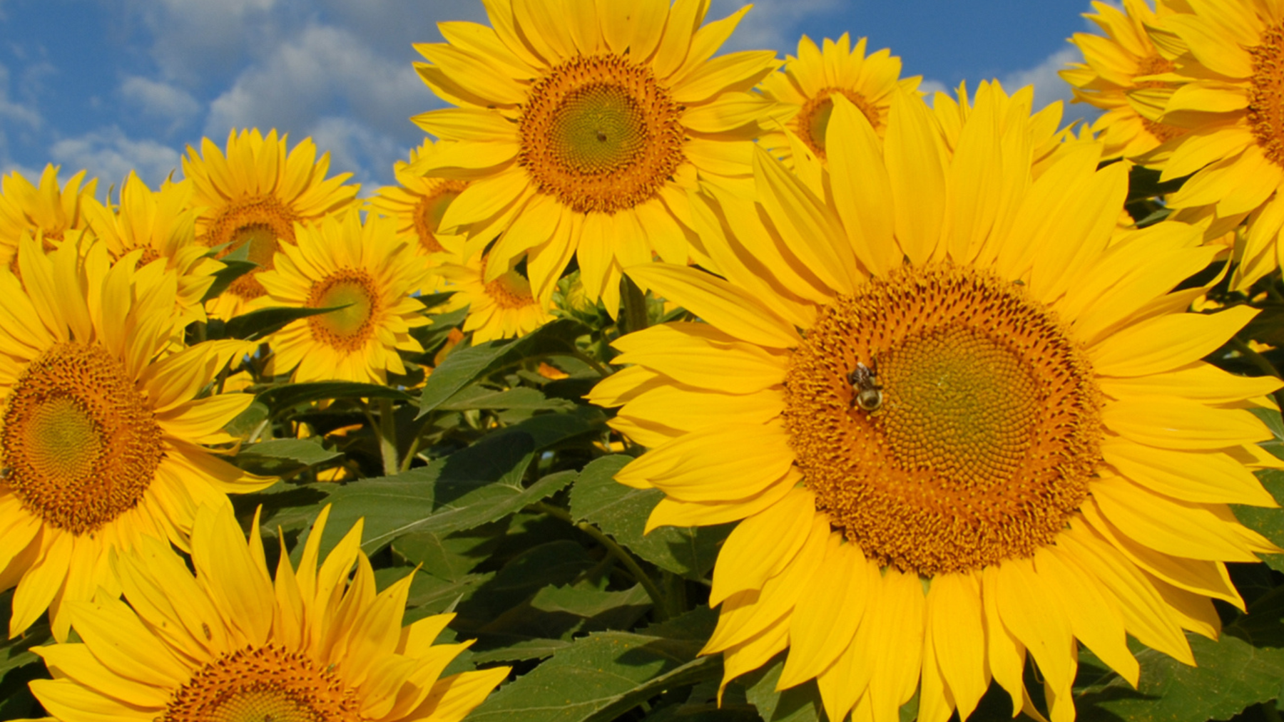 Fleurs de Vie pendant l'été