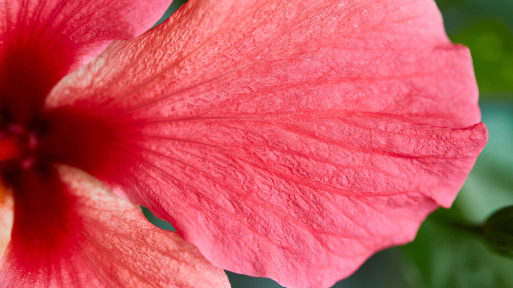 Qu’est-ce que c’est un élixir?