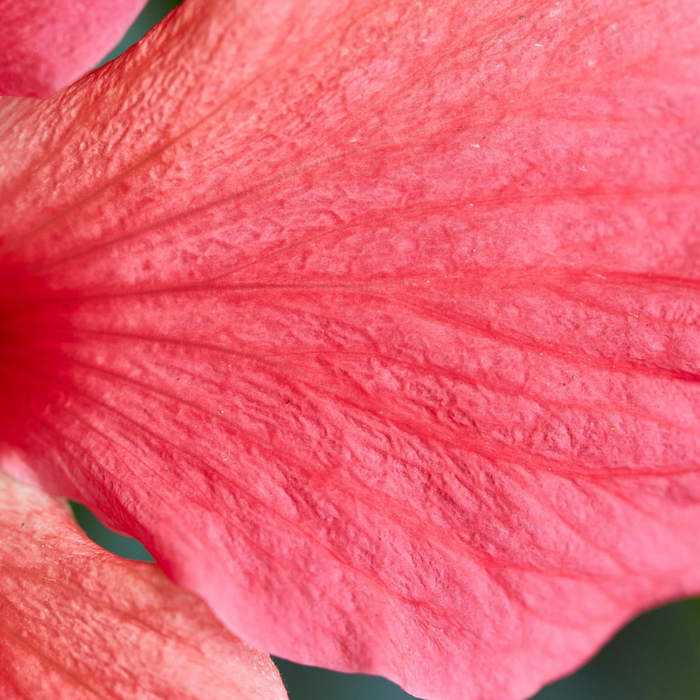 Qu’est-ce que c’est un élixir?